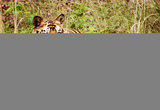 Bandhavgarh National Park
