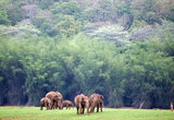 Kabini